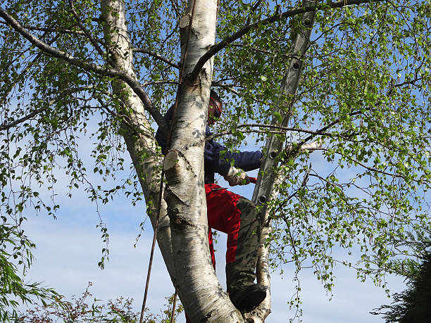 Tree and Shrub Care in Olivet, TN